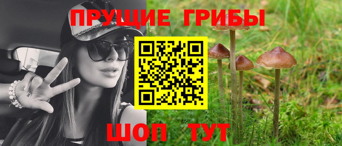 Соль-Илецк  цены   Вход с VPN  Псилоцибиновые грибы Psilocybine cubensis 